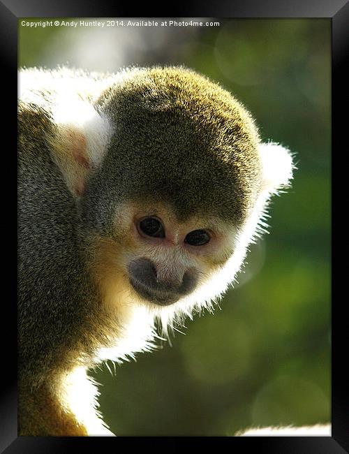 Squirrel Monkey Framed Print by Andy Huntley