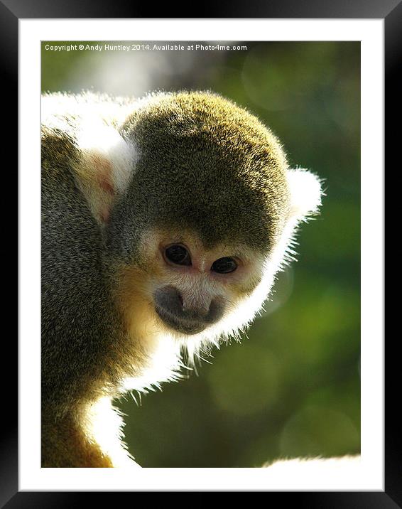 Squirrel Monkey Framed Mounted Print by Andy Huntley