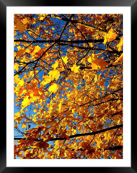 Autumn Leaves Framed Mounted Print by Andy Huntley