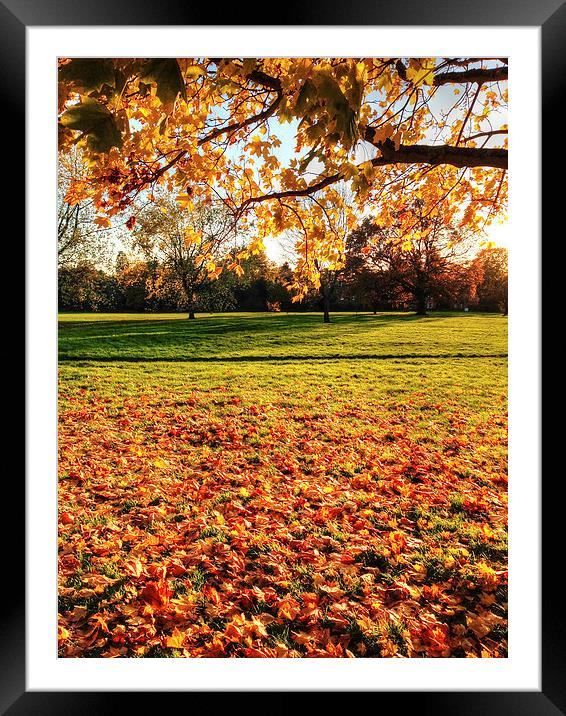 Autumn in the Park Framed Mounted Print by Andy Huntley