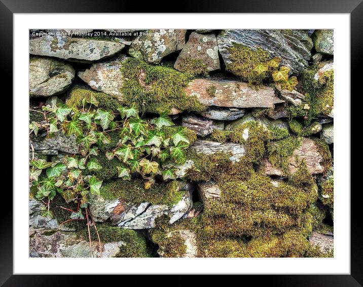 Moss and Ivy Framed Mounted Print by Andy Huntley