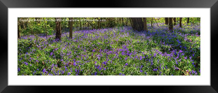 Bluebells in woodland Framed Mounted Print by Andy Huntley