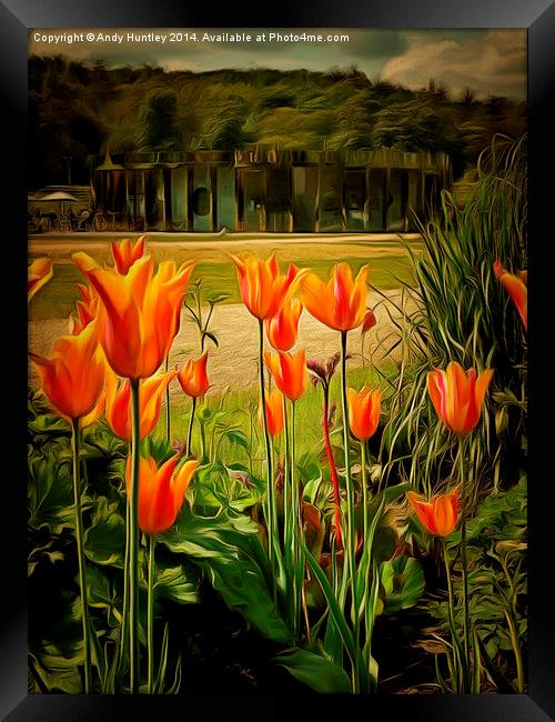  Tulips in the Park Framed Print by Andy Huntley