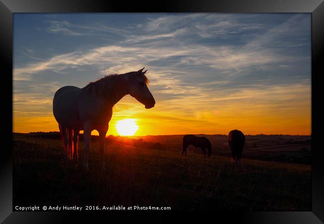 Horse in sunset Framed Print by Andy Huntley