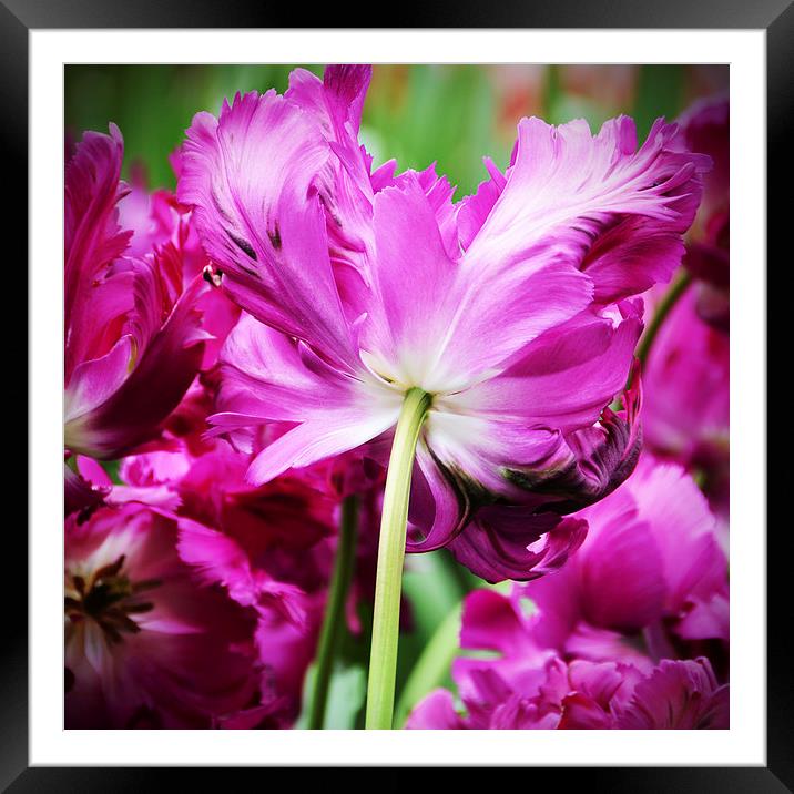 Cerise Feathered Tulip Framed Mounted Print by Carolyn Eaton