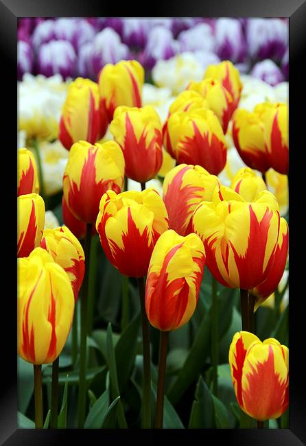 Red and Yellow Tulips Framed Print by Carolyn Eaton