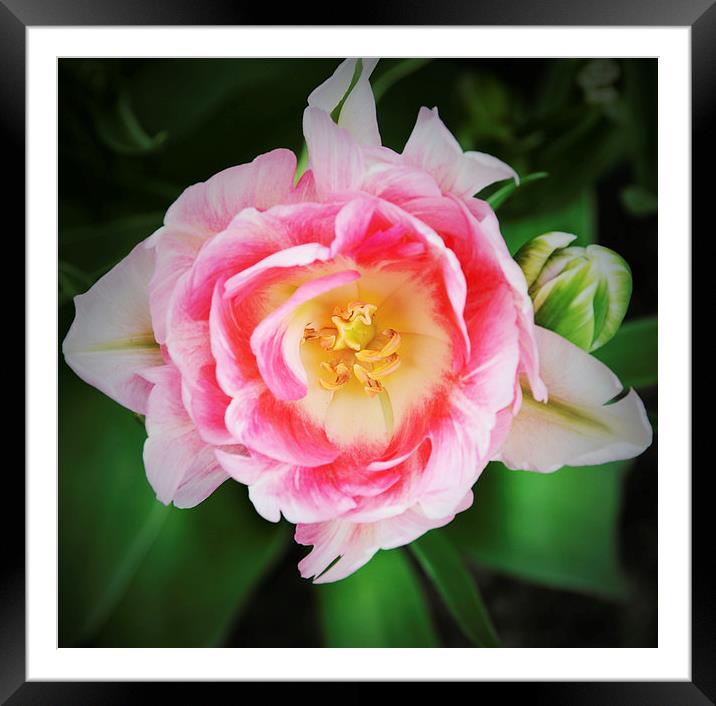 Tulip from Amsterdam Framed Mounted Print by Carolyn Eaton