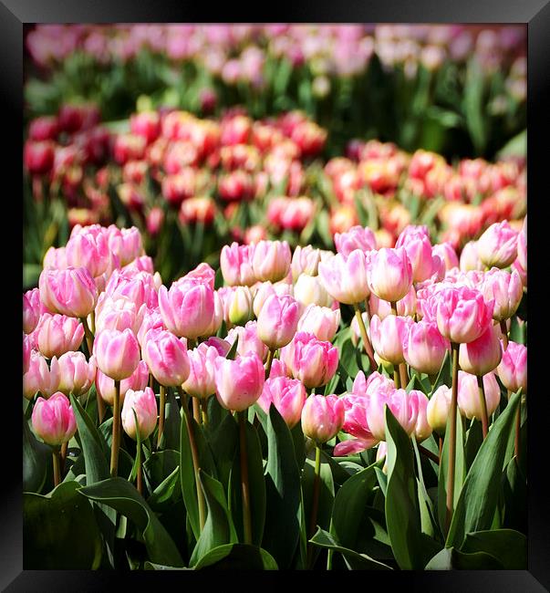 Tulips in the Sunshine Framed Print by Carolyn Eaton