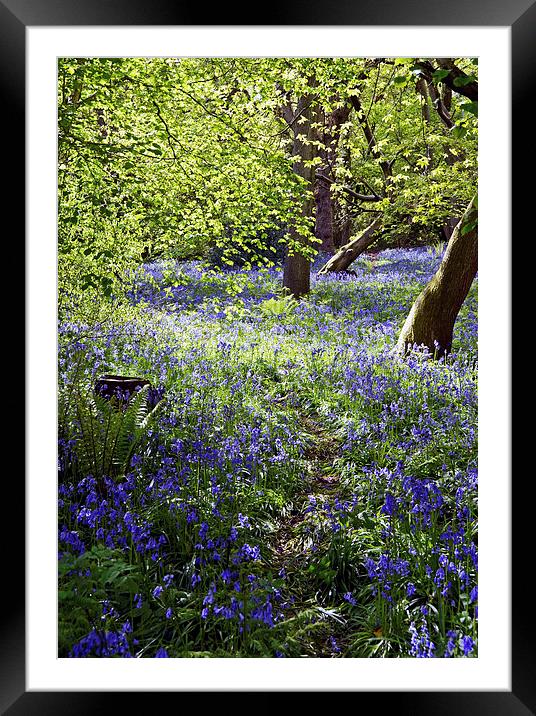 Bluebells in Priors Wood Framed Mounted Print by Carolyn Eaton