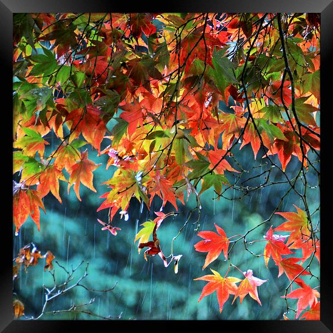 Rainy Autumn Acer at Westonbirt Framed Print by Carolyn Eaton