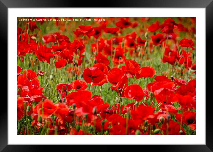  Field of Poppies Framed Mounted Print by Carolyn Eaton