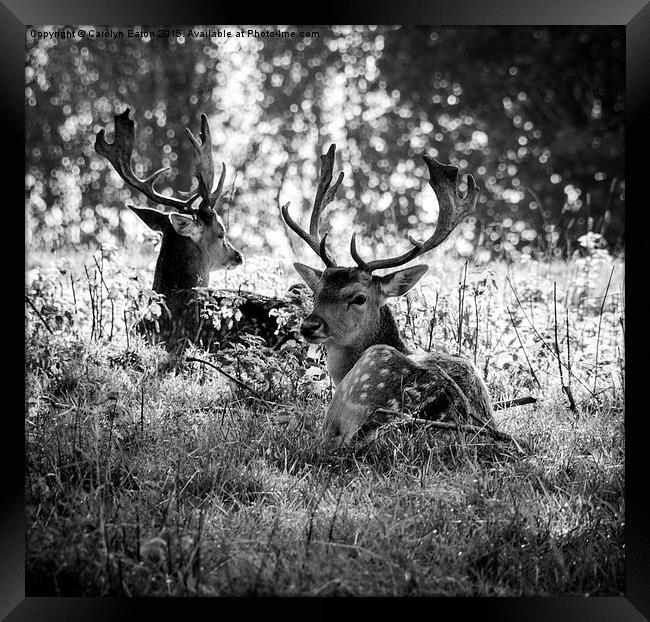  Young Stags B&W Framed Print by Carolyn Eaton