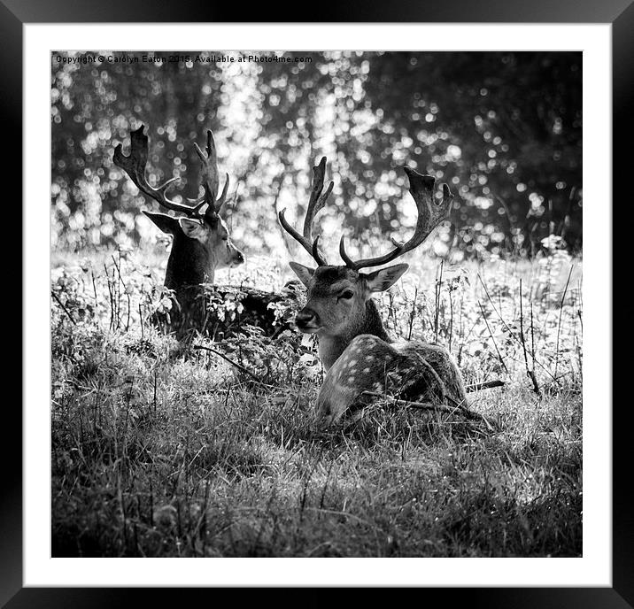  Young Stags B&W Framed Mounted Print by Carolyn Eaton