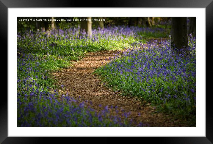  Path through the Bluebells Framed Mounted Print by Carolyn Eaton