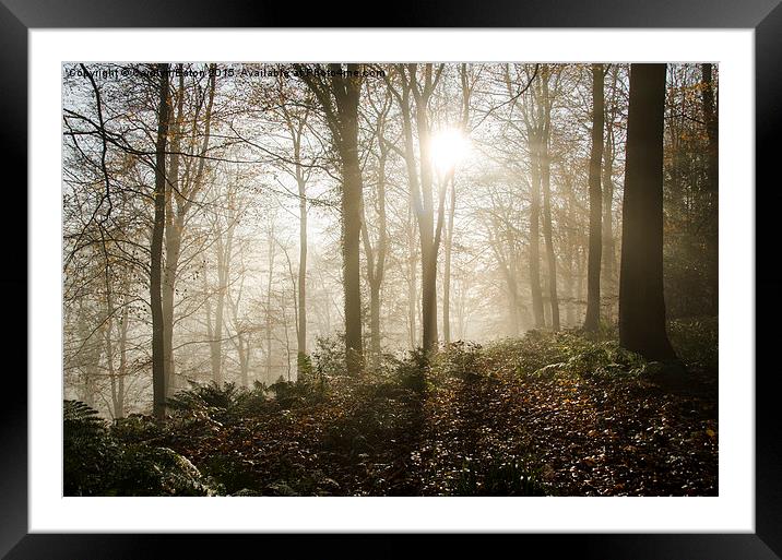  Sun Breaks Through the Mist in the Woods Framed Mounted Print by Carolyn Eaton