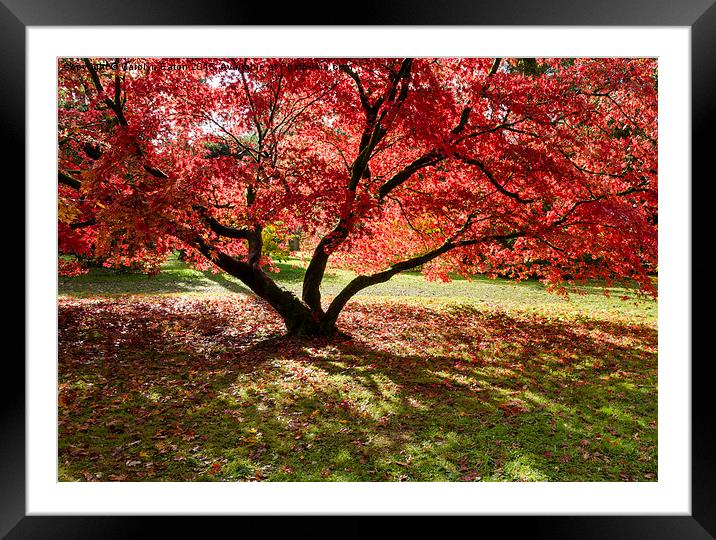  Red Autumn Acer Tree Framed Mounted Print by Carolyn Eaton