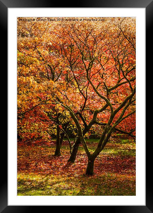  Magical Autumn Trees Framed Mounted Print by Carolyn Eaton