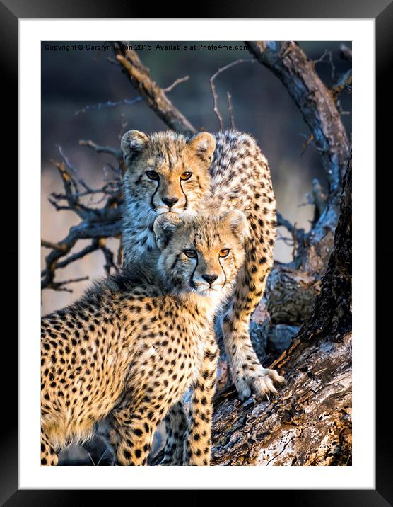  Cheetah Cubs Framed Mounted Print by Carolyn Eaton