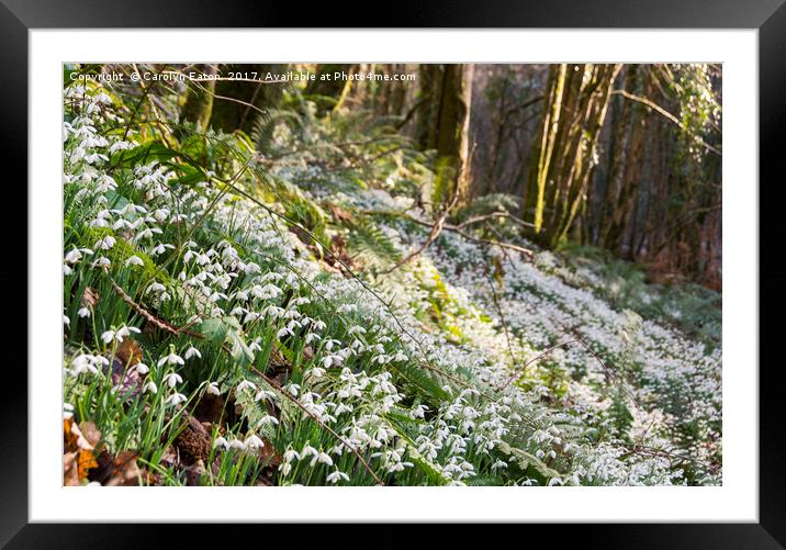 Snowdrop Valley, Exmoor Framed Mounted Print by Carolyn Eaton
