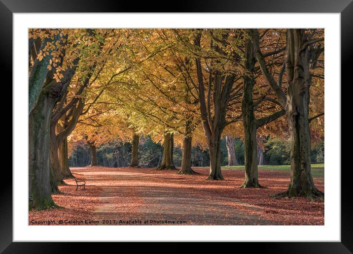 Autumn on Clifton Down, Bristol Framed Mounted Print by Carolyn Eaton