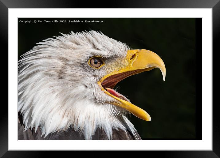 bald eagle Framed Mounted Print by Alan Tunnicliffe
