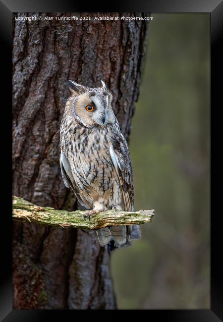 An owl perched on a tree branch Framed Print by Alan Tunnicliffe