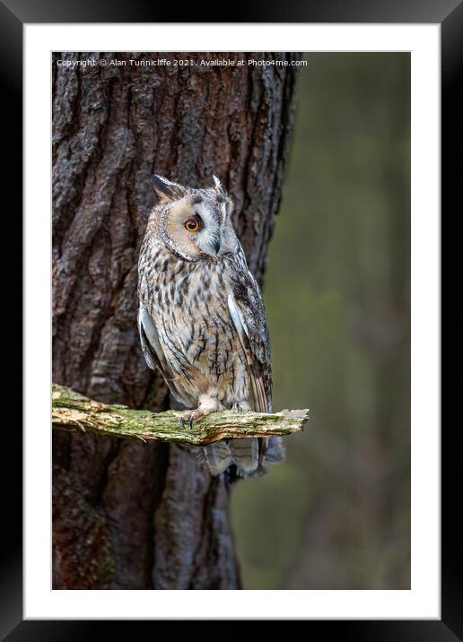 An owl perched on a tree branch Framed Mounted Print by Alan Tunnicliffe