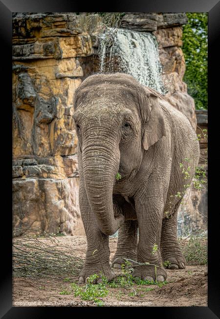 elephant Framed Print by Alan Tunnicliffe