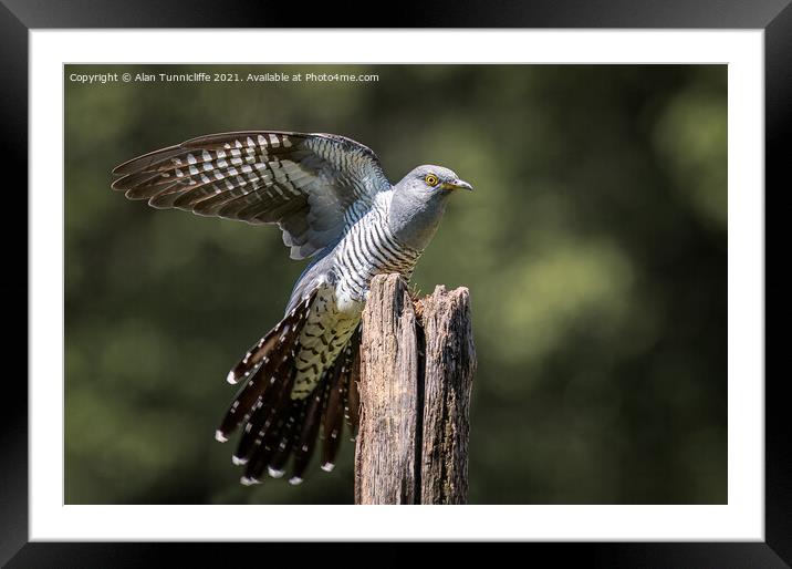 Cuckoo Framed Mounted Print by Alan Tunnicliffe