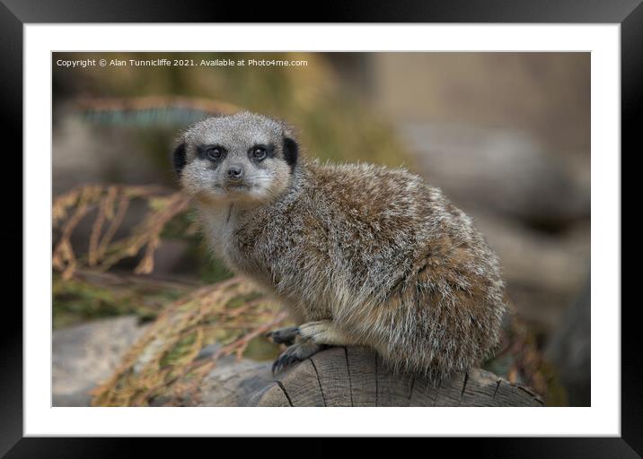 meerkat Framed Mounted Print by Alan Tunnicliffe