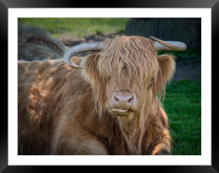Highland cattle Framed Mounted Print by Alan Tunnicliffe