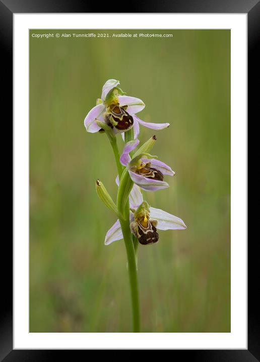 Bee orchid Framed Mounted Print by Alan Tunnicliffe