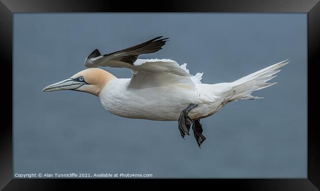 Northern gannet Framed Print by Alan Tunnicliffe