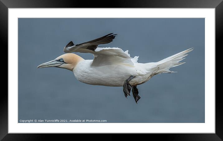 Northern gannet Framed Mounted Print by Alan Tunnicliffe