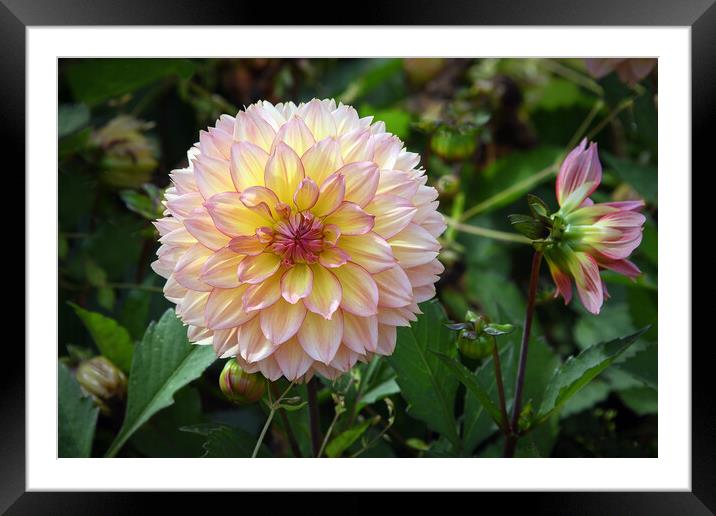 Dahlia Framed Mounted Print by Alan Tunnicliffe