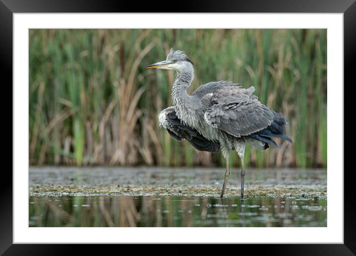 Heron Framed Mounted Print by Alan Tunnicliffe