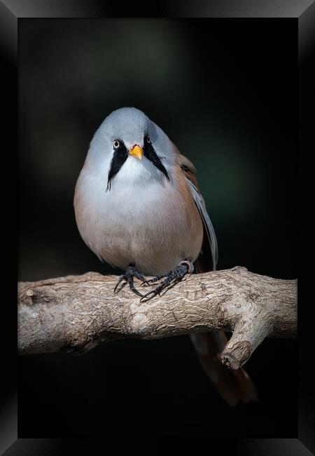 Bearded tit Framed Print by Alan Tunnicliffe