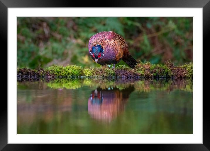 male pheasant Framed Mounted Print by Alan Tunnicliffe