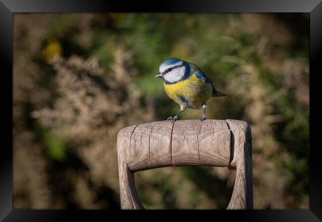 Blue tit Framed Print by Alan Tunnicliffe