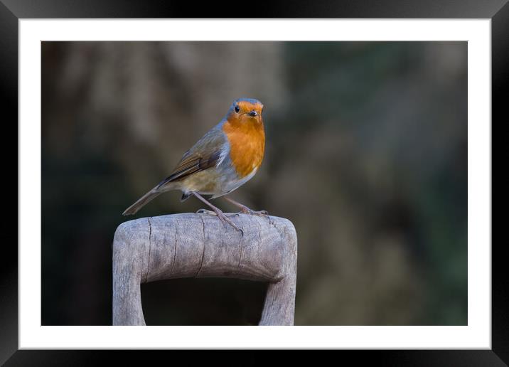 Majestic Robin on Wooden Perch Framed Mounted Print by Alan Tunnicliffe