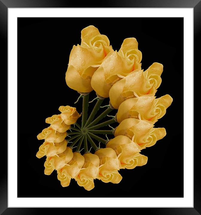 abstract yellow rose Framed Mounted Print by Alan Tunnicliffe