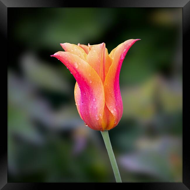 Tulip Framed Print by Alan Tunnicliffe