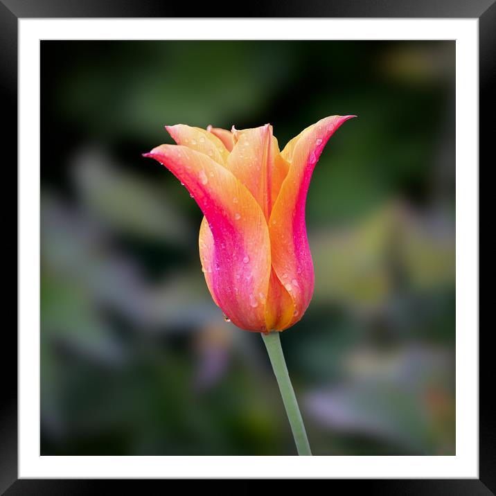 Tulip Framed Mounted Print by Alan Tunnicliffe