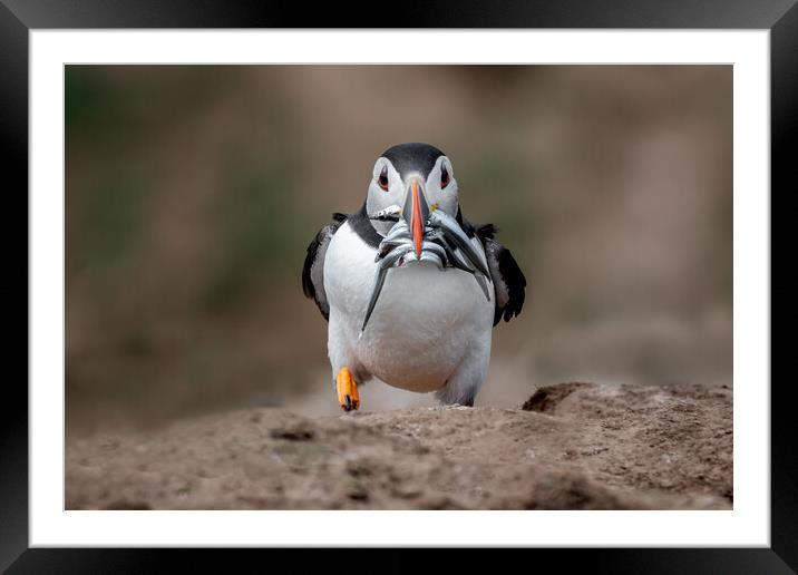 Majestic Puffin Framed Mounted Print by Alan Tunnicliffe