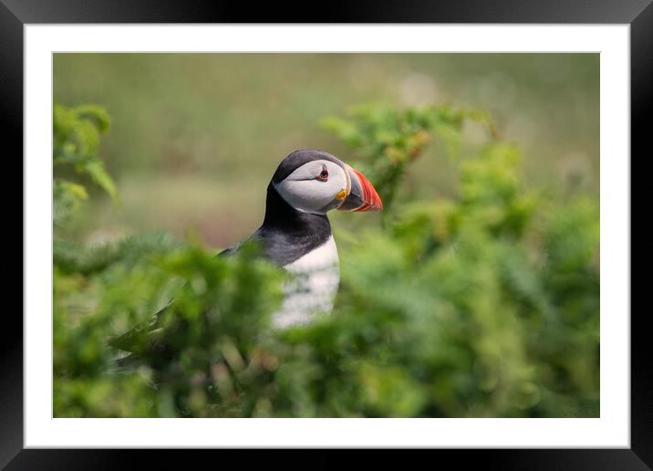 Puffin Framed Mounted Print by Alan Tunnicliffe