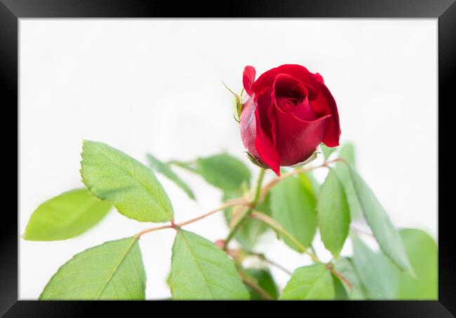 red rose Framed Print by Alan Tunnicliffe