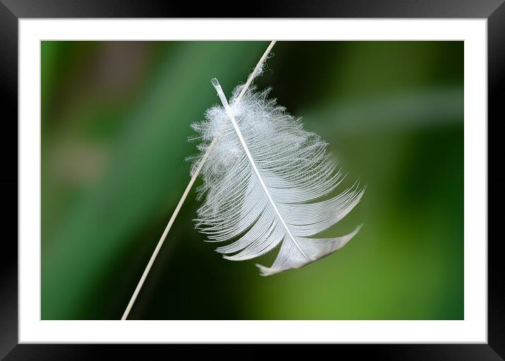 feather Framed Mounted Print by Alan Tunnicliffe