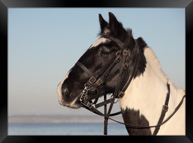 close up of a horses head Framed Print by Alan Tunnicliffe