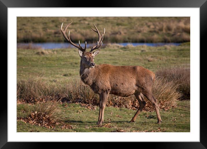 red deer stag Framed Mounted Print by Alan Tunnicliffe