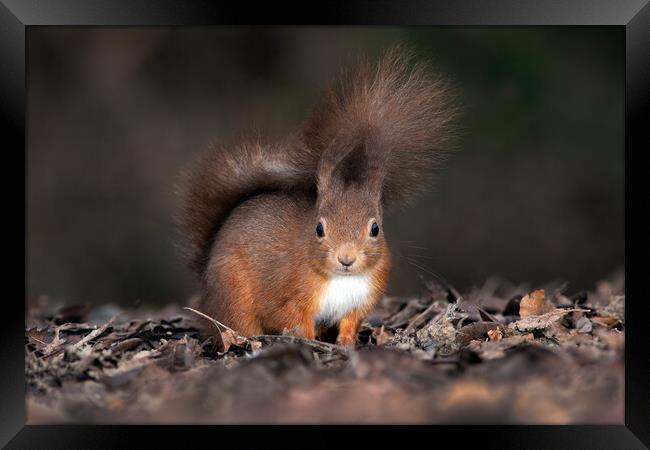 red squirrel from ground level  Framed Print by Alan Tunnicliffe